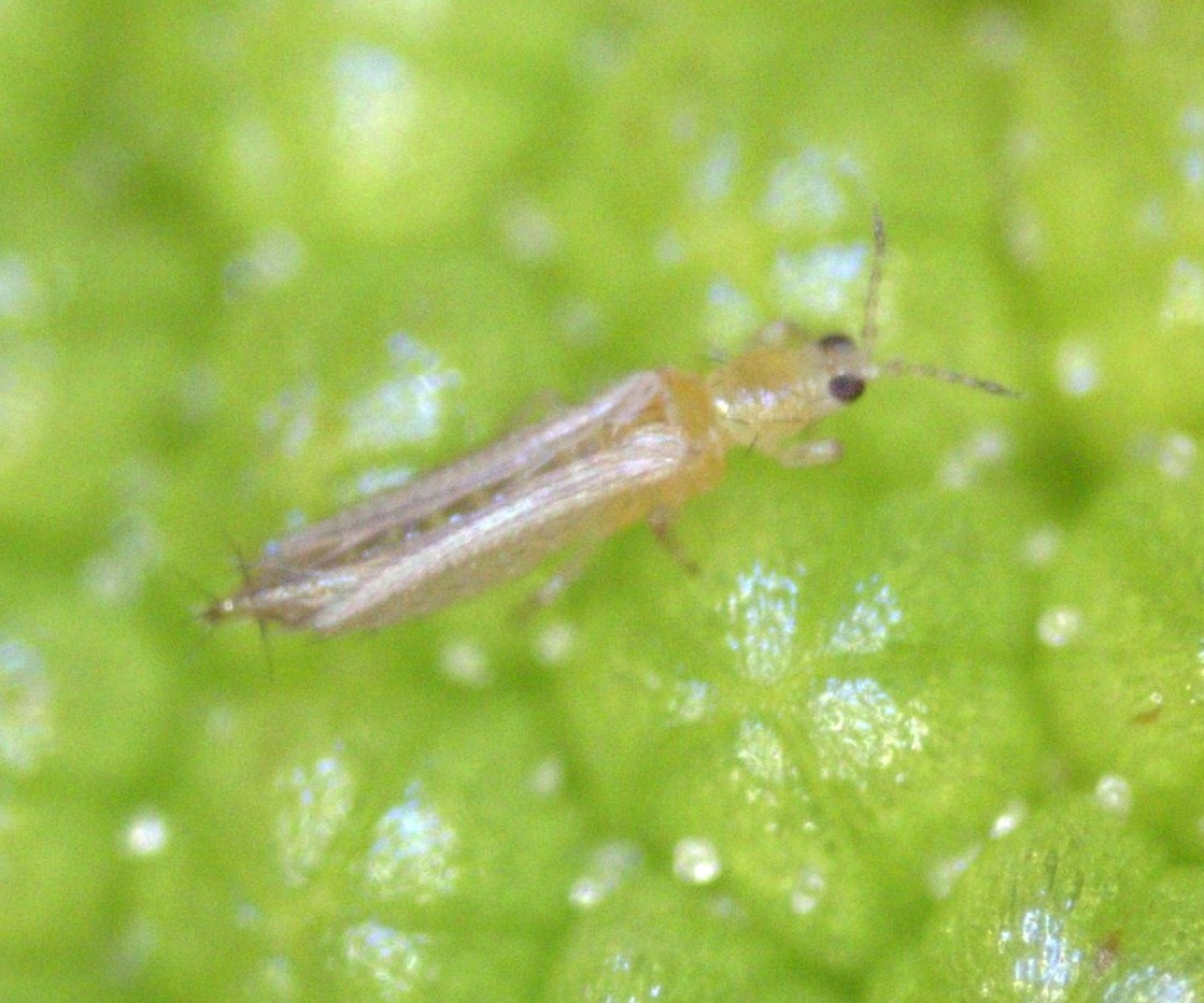 Thrips in greenhouse crops - biology, damage and management