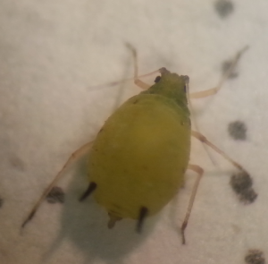 melonaphid