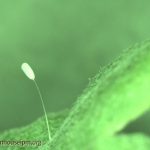 Green lacewing egg